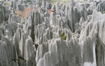 Stone Forest